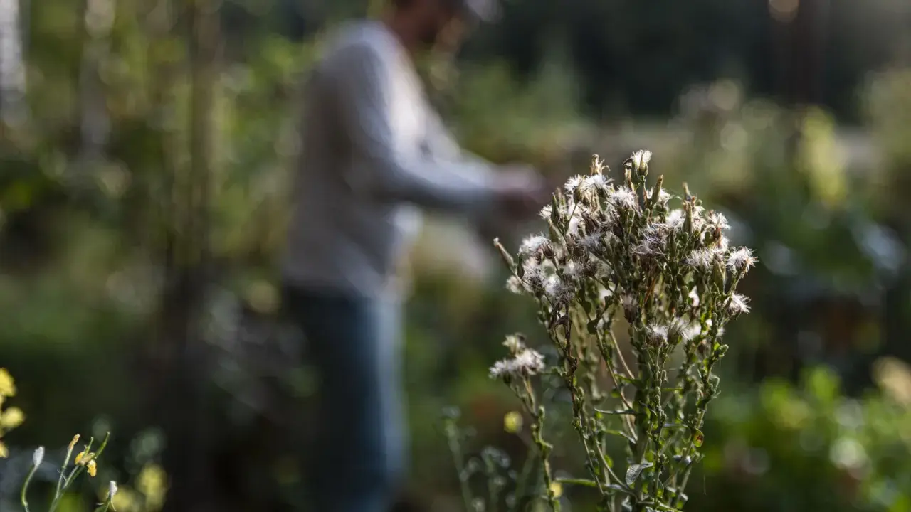 En person arbetar i trädgården nära en taro-växt med fluffiga blommor.