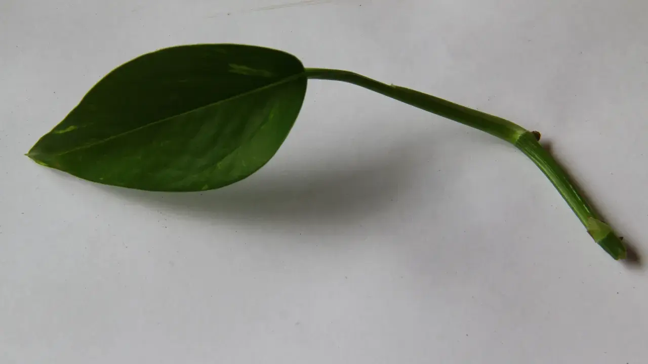 En grön gullranka stickling med ett blad ligger på ett vitt underlag.