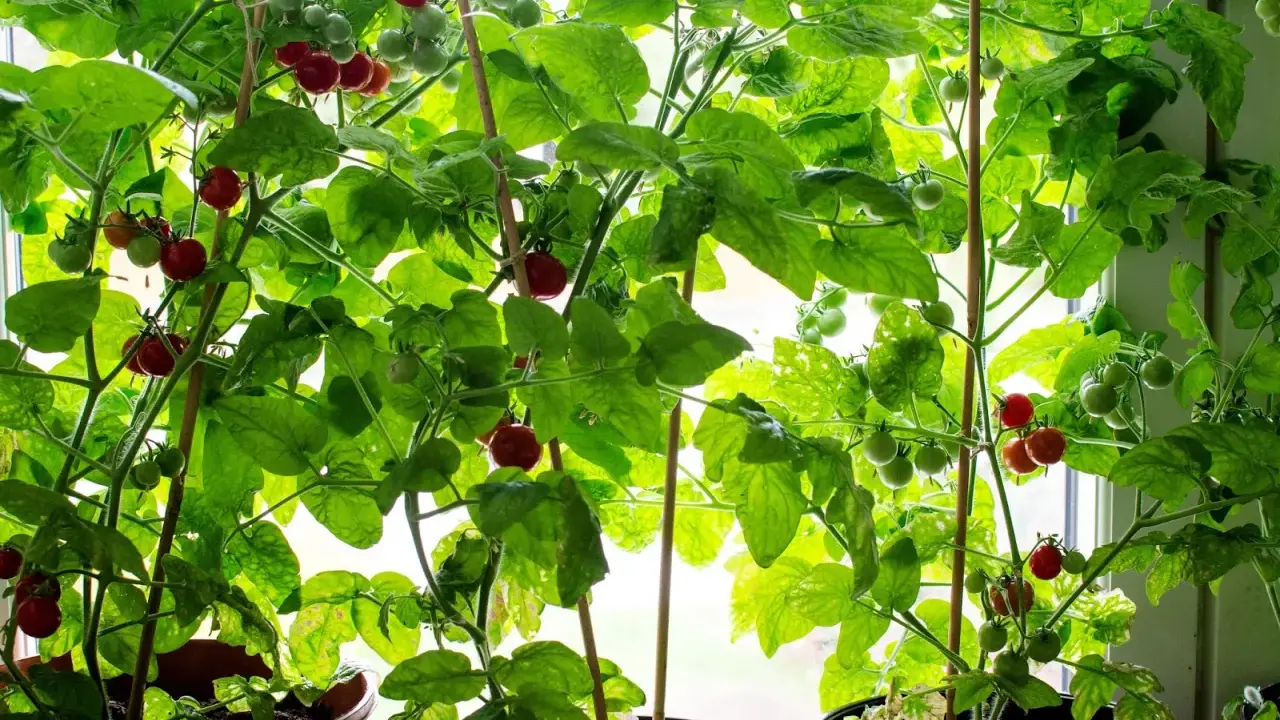 Tomatplantor i hinkar växer frodigt vid ett fönster. Röda och gröna tomater hänger från grenarna, redo att skördas. En härlig syn för den som vill odla tomater i hink.