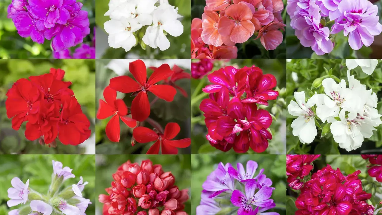 En mosaik av vackra pelargoner i olika färger och sorter: lila, vita, rosa, röda och cerisa blommor.