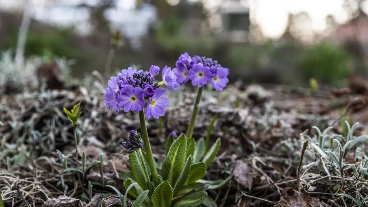 Två lila primula frost blommor med gula mittar reser sig ur marken bland torra löv och grågröna blad.