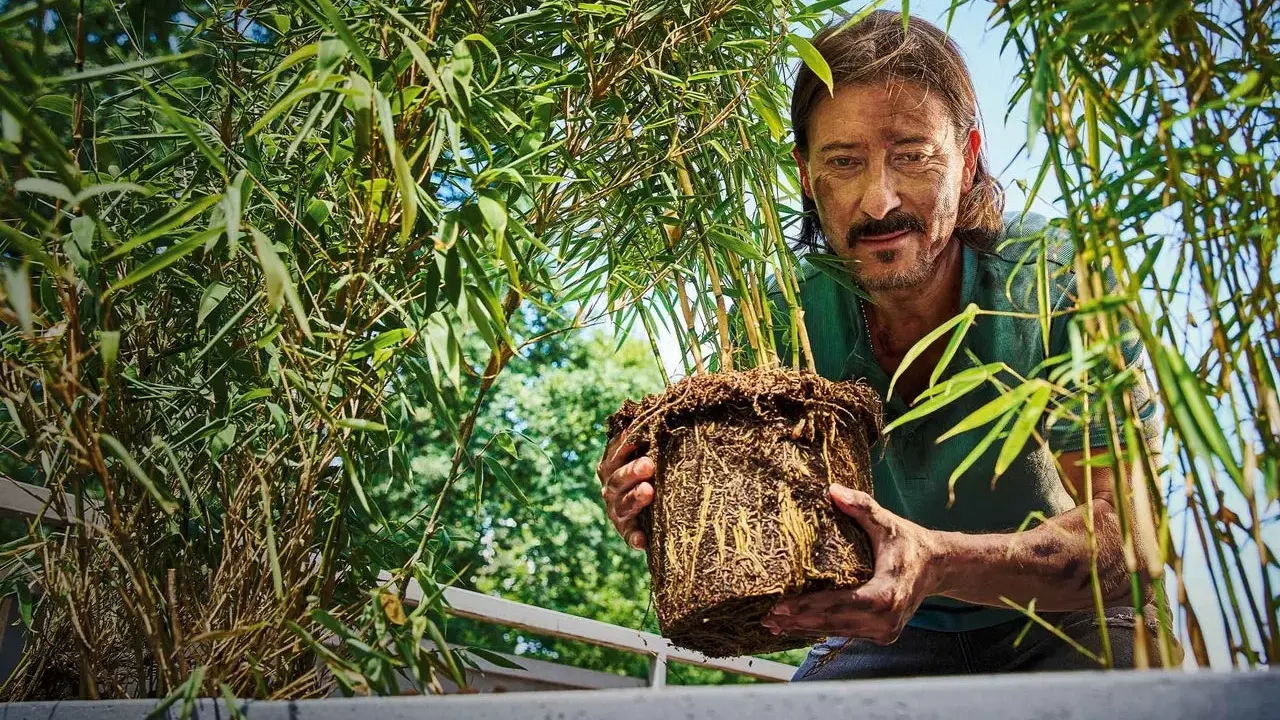 Man håller en **bambu i kruka** med välutvecklade rötter. Grönskande bambublad omger honom.