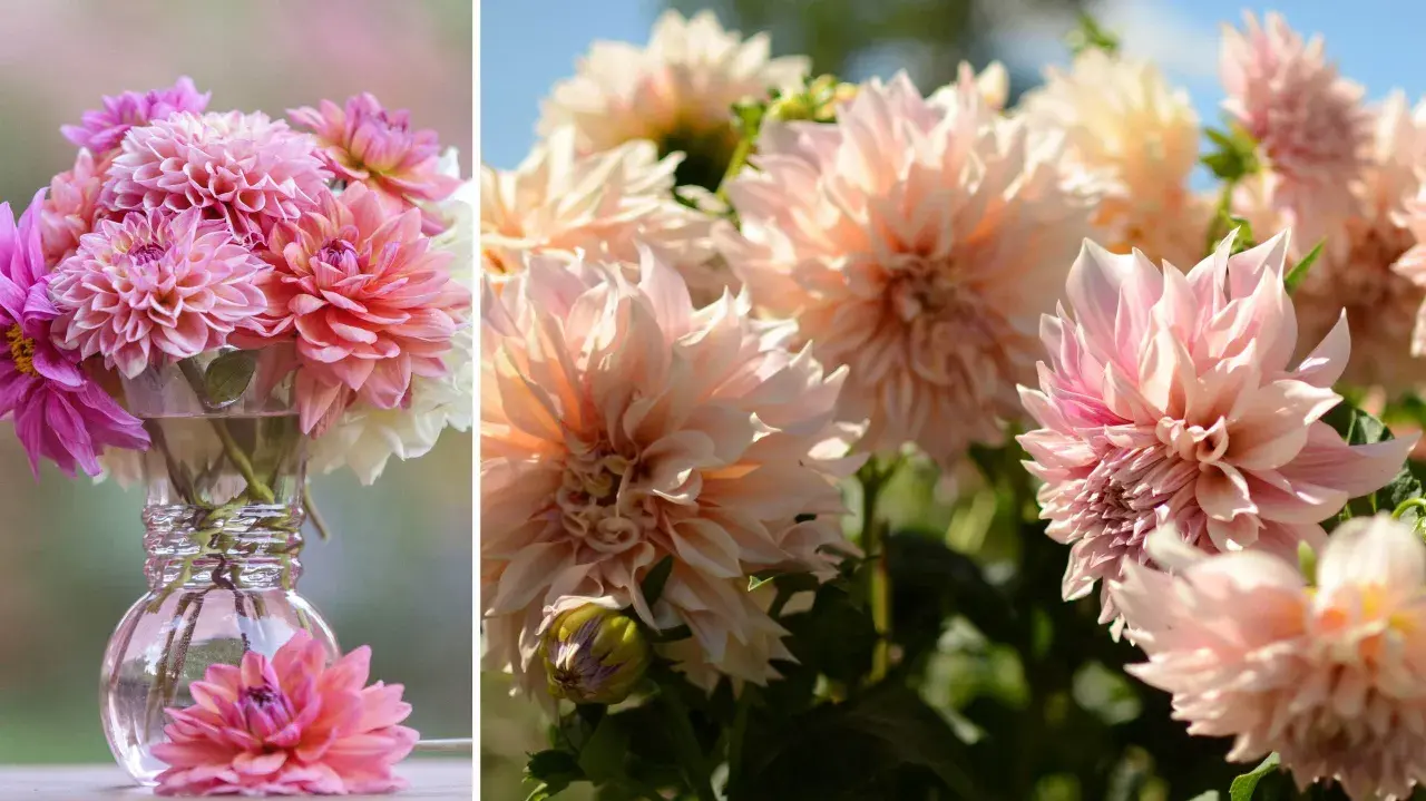 En bukett med rosa och vita dahlia snittblommor i en glasvas. En ensam dahlia ligger framför vasen.