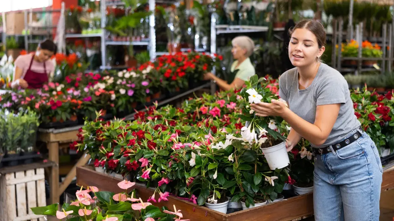 Ung kvinna inspekterar en vacker mandeville blomma i en blomsteraffär.