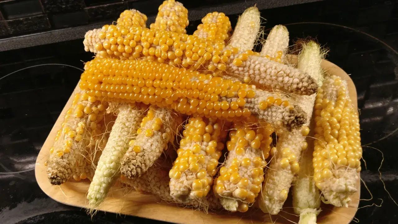 En hög med majskolvar, redo att plantera popcorn. De gyllene kornen lyser på de torkade kolvarna.