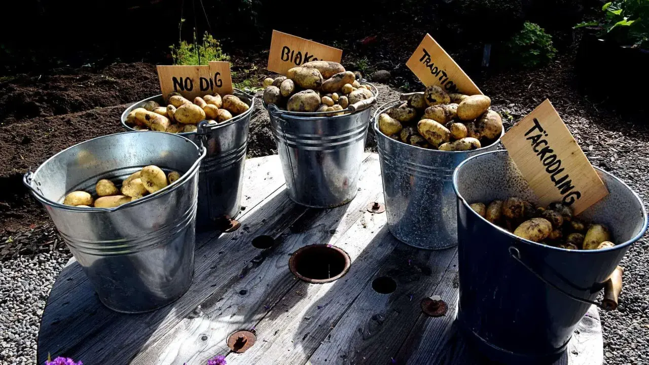 Fem hinkar med nyskördade potatis står uppradade. Skyltar anger olika odlingsmetoder, som "No Dig" och "Täckodling", vilket visar på ett intressant avstånd mellan metoderna och resultatet.