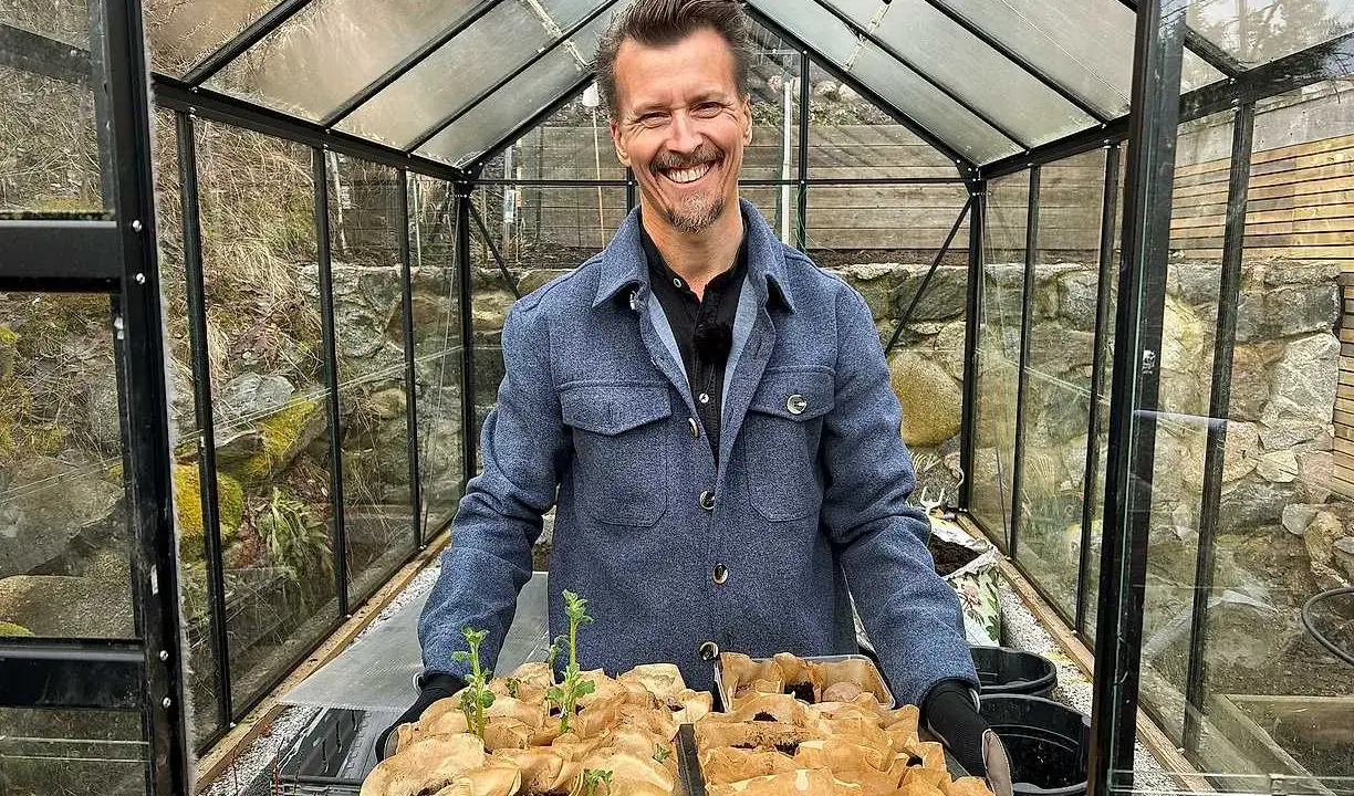 Glad man i växthus håller brickor med groende pommes de terre, redo för plantering.