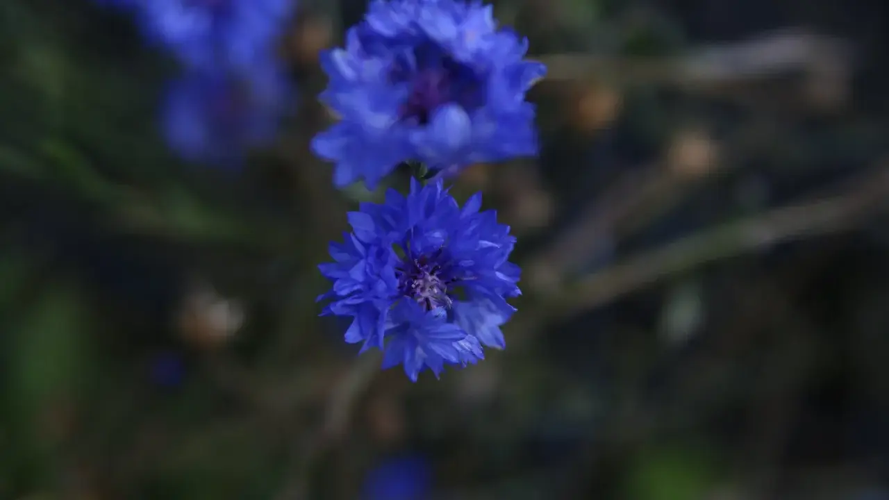 Två blåklint perenn blommor i fokus, med en mjuk, mörk bakgrund.