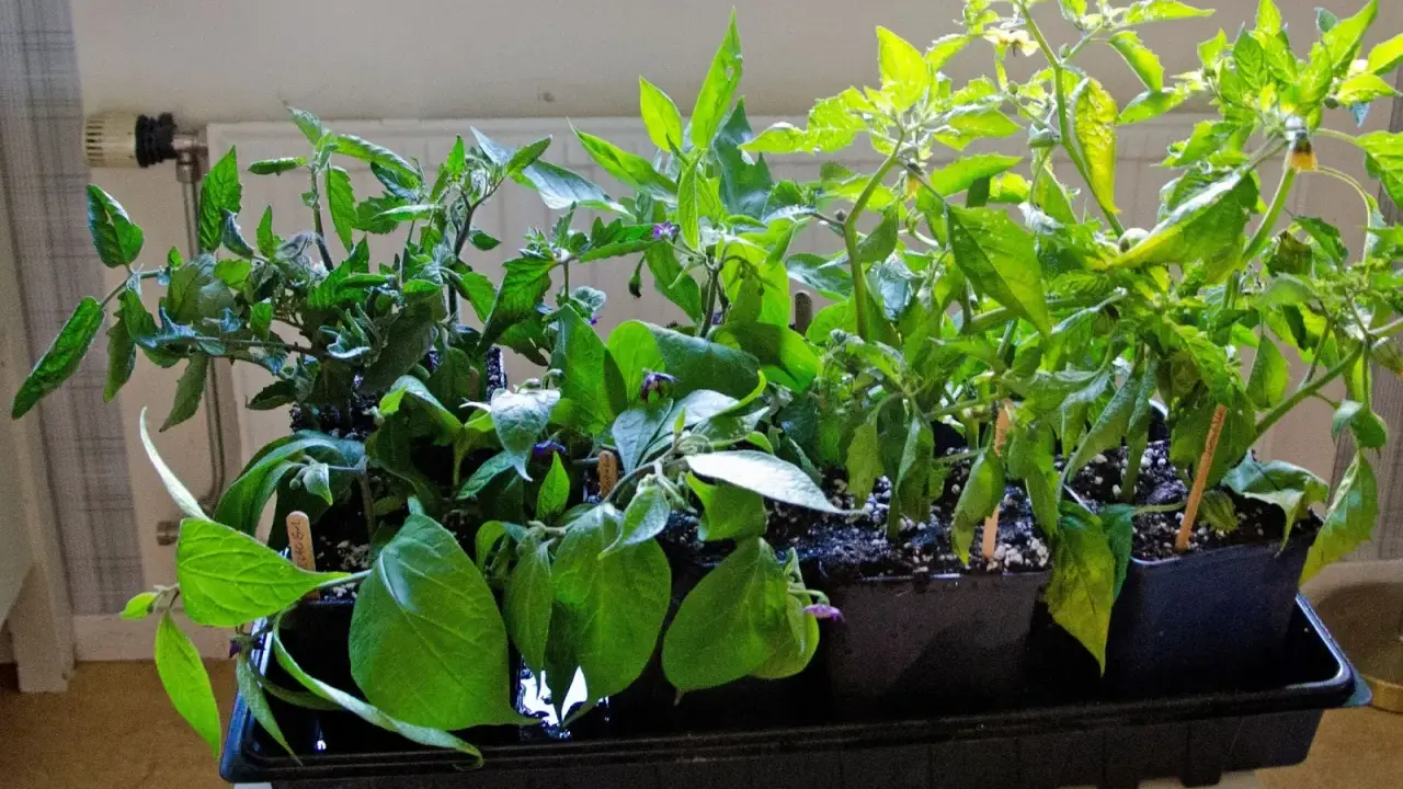 Små plantor av tomat och chili som väntar på att plantera sticklingar direkt i jord.
