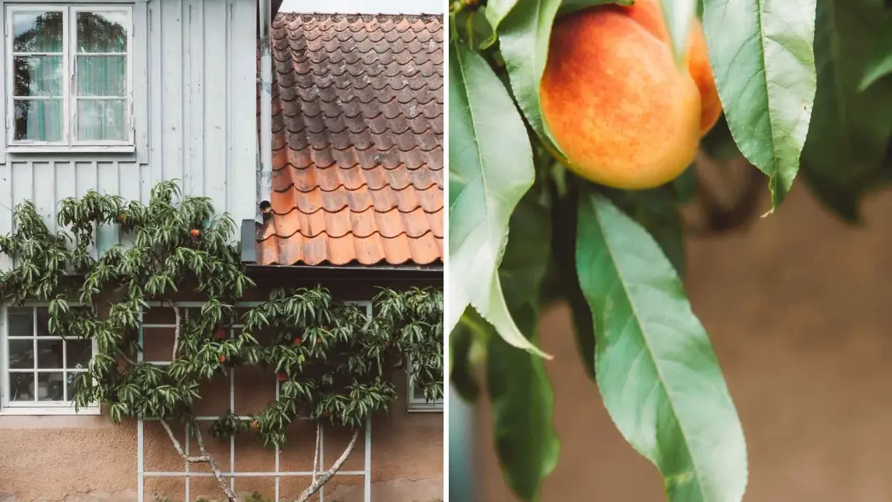 En persikabuske klättrar mot ett hus med tegeltak. En persika hänger bland gröna blad, redo att skördas.