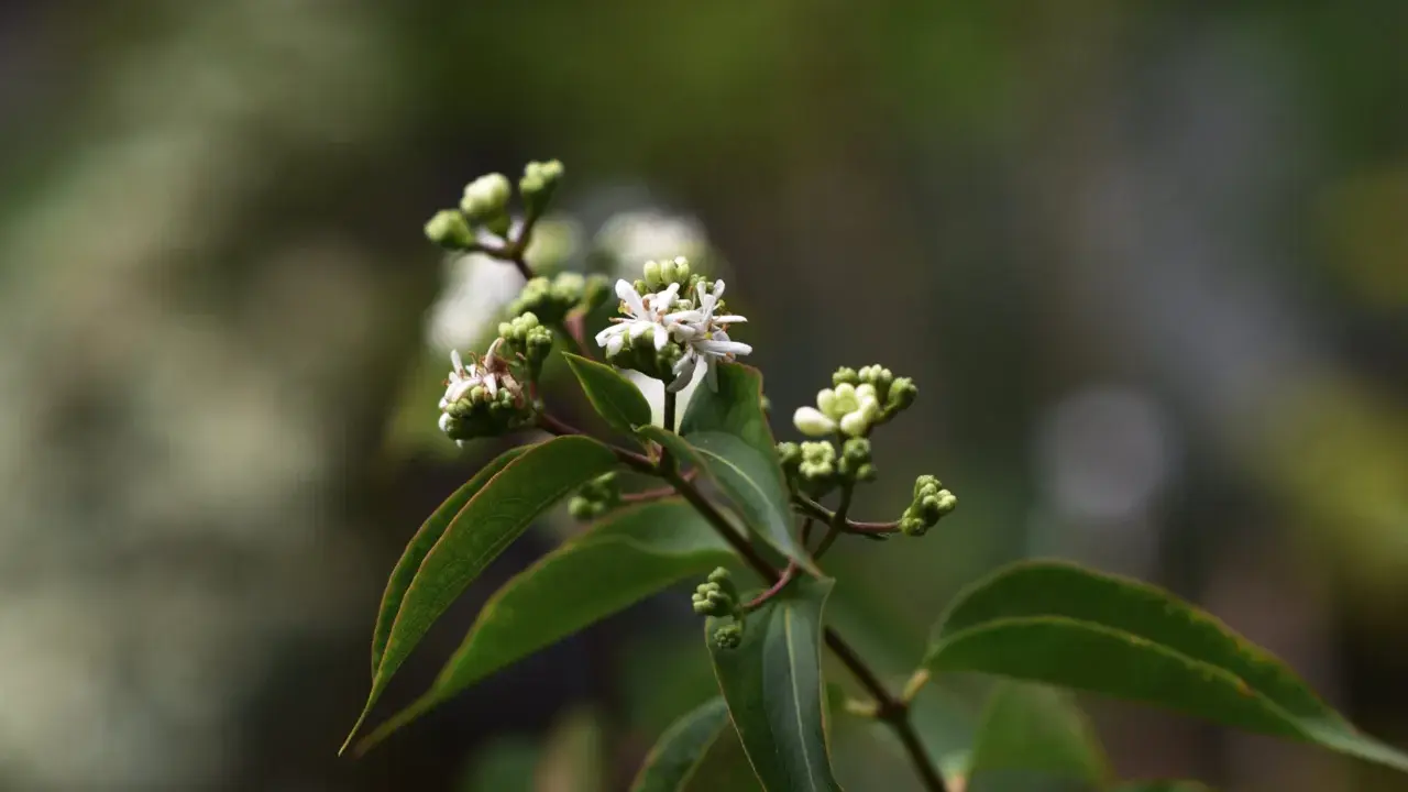 En gren med gröna blad och små, vita blommor som påminner om en jasmin blomma. Några knoppar syns också.
