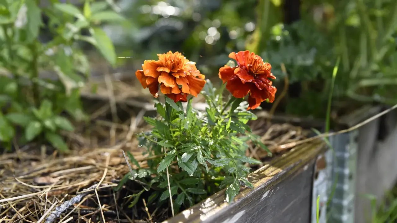 Två orange tagetesblommor i en pallkrage, omgivna av grönska och torrt gräs. Hoppas sniglar inte hittar hit.
