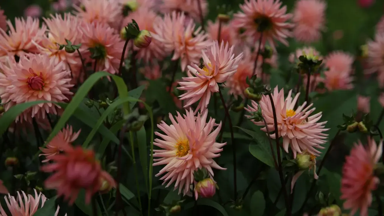En rabatt fylld med ljusrosa dahlior som blommar. En fjäril sitter på en av blommorna. Plantera dahlia i rabatt för att skapa denna vackra syn.