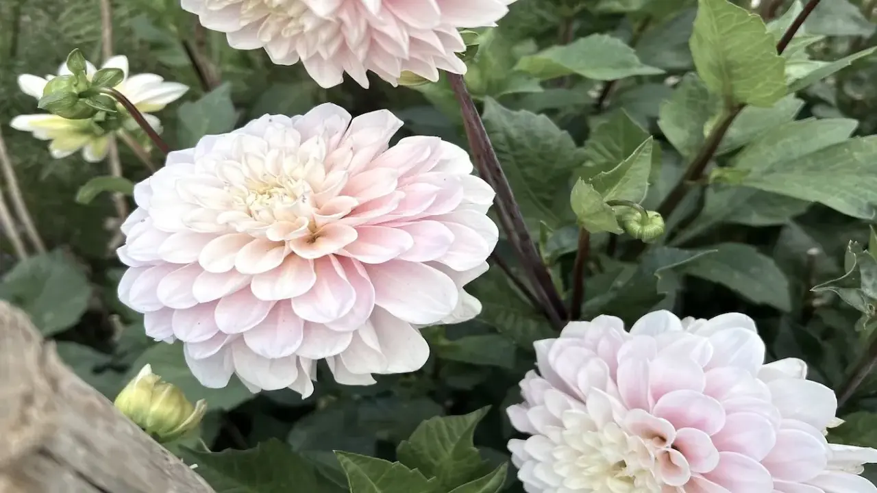 Vackra ljusrosa dahlior i kruka utomhus, med gröna blad och knoppar som växer fram.