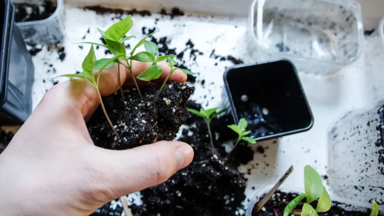 Hand håller en klump jord med små chilifrön, redo att plantera om chili djupare i nya krukor.