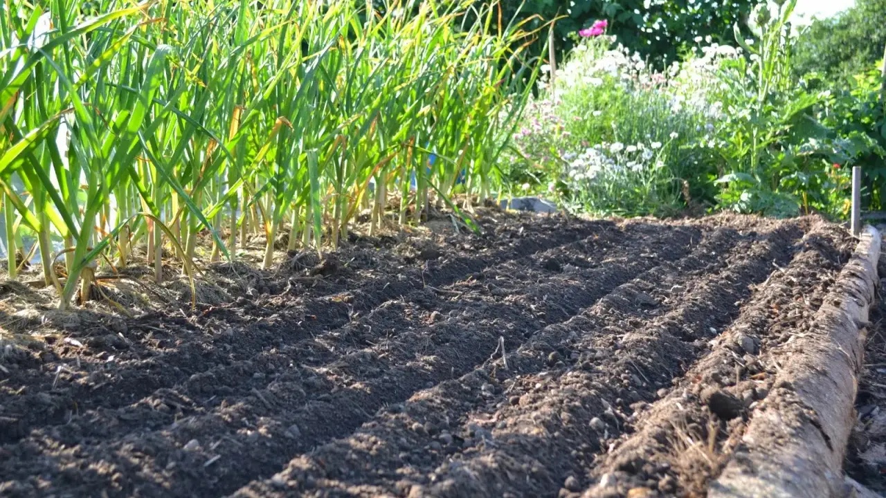 Färdigbäddad jord för framtida jordgubbsland. Rader av vitlök växer i bakgrunden, en härlig inspiration för trädgården.