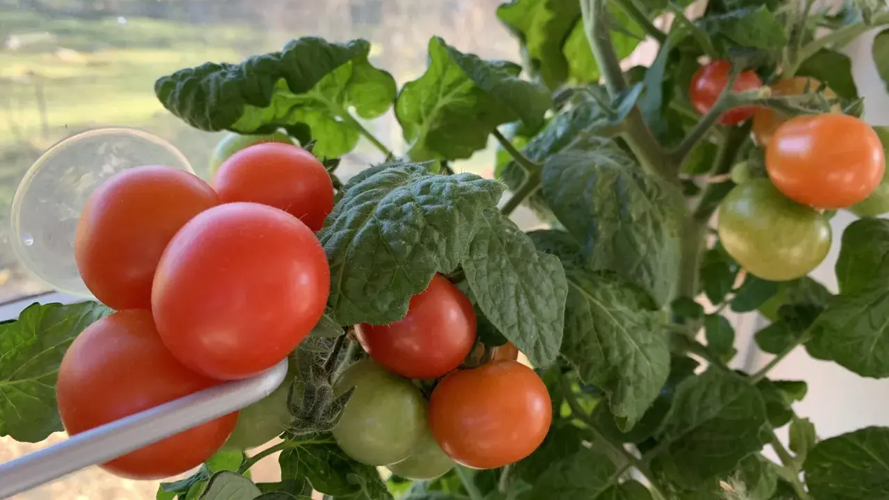 En tomatplanta med mogna och gröna tomater, en ovanlig syn med så tomater i januari.