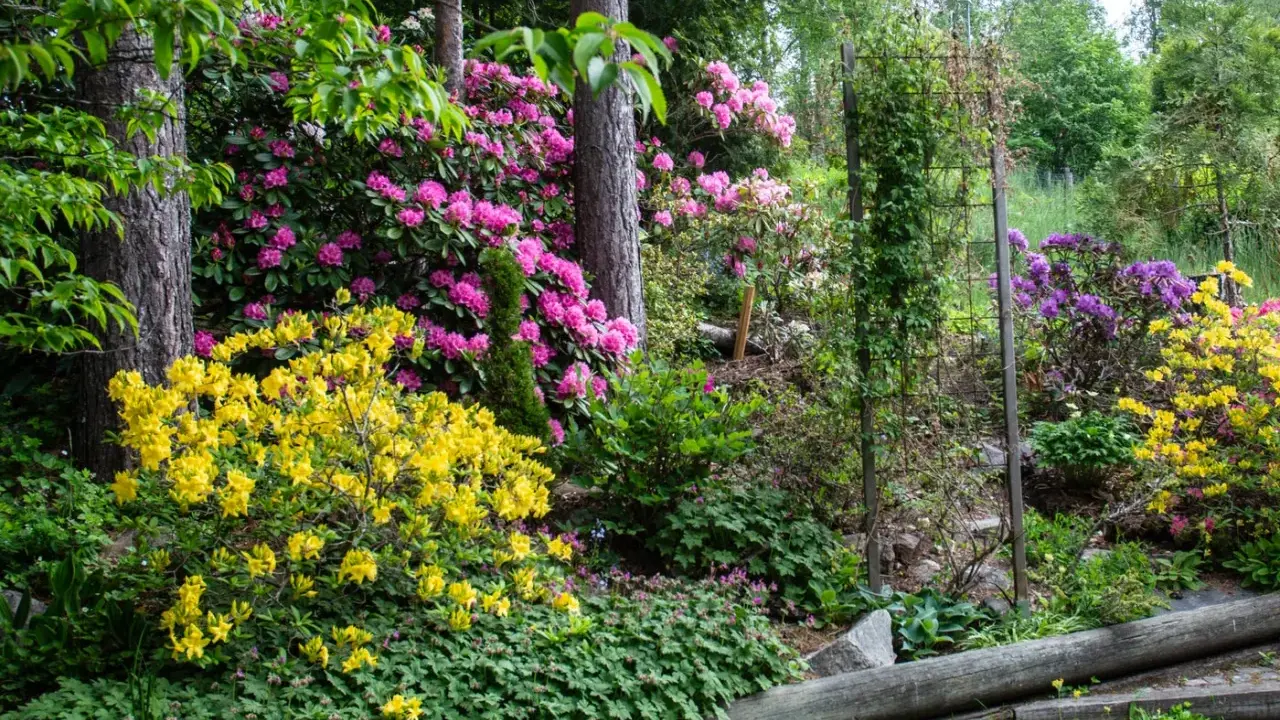 En frodig trädgård med rosa och lila rhododendron, gula azaleor och gröna marktäckare. En vacker stenparti inspiration.
