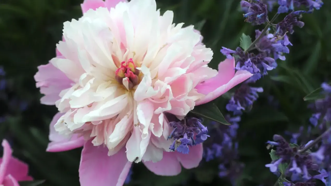 En stor, ljusrosa och vit pion blommar bredvid lila blommor. En liten myra klättrar på pionens blad. En vacker syn att dela pioner.