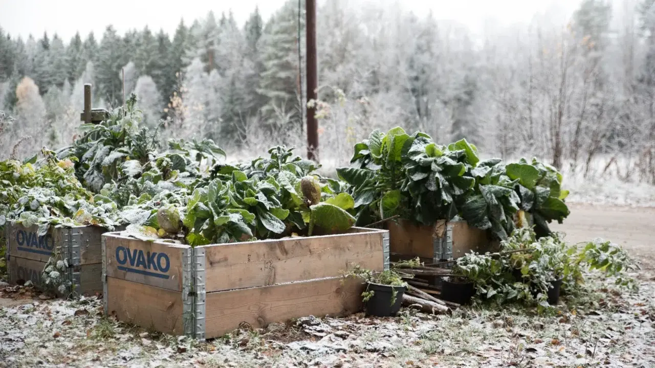 Gröna bladgrönsaker, som svartkål, växer i träkragar utomhus. Marken är täckt av snö och höstlöv.