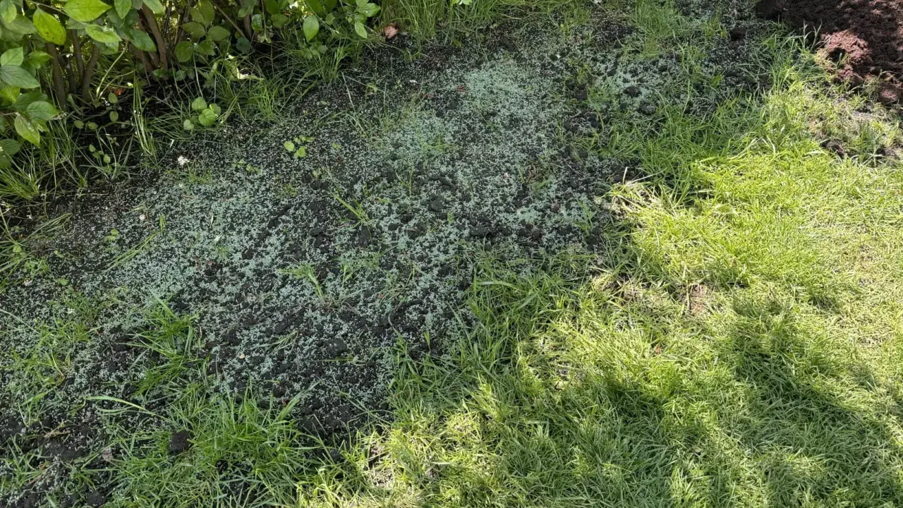 Nytt gräs gror i jorden, en del av det ser ut som **buffalo grass**. Grönskande buskar skuggar delvis.