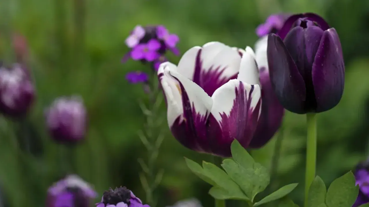 Två mörklila tulpaner, en med vita inslag, blommar i en trädgård. Snart är det dags att plantera tulpaner för nästa säsong.