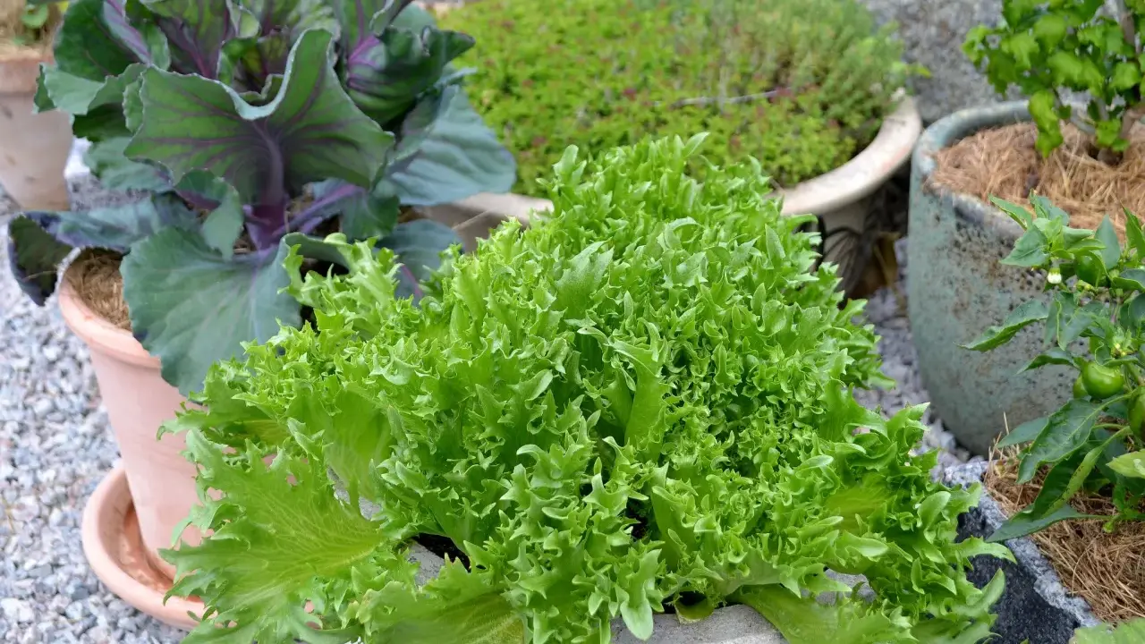 En frodig, grön krusig sallad i en kruka, redo att bli en del av en härlig besk sallad. Bredvid syns rödbladig kål och andra växter.