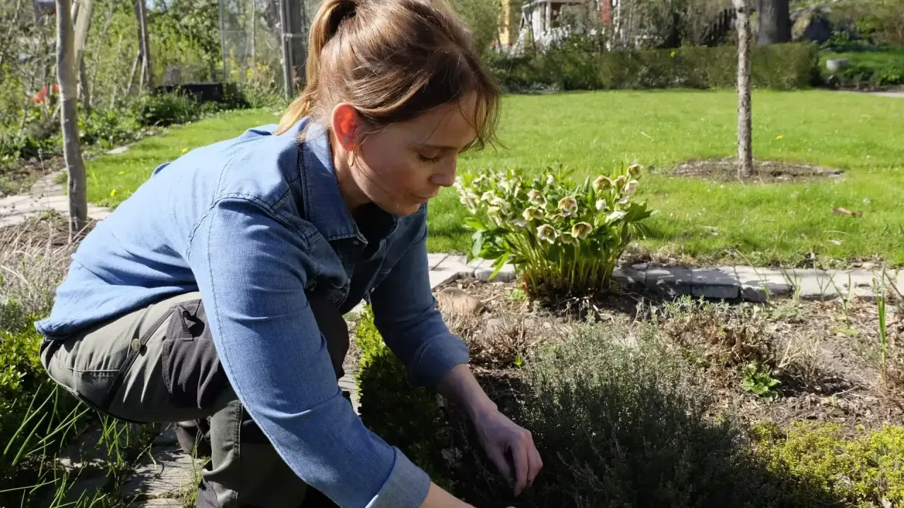 Kvinna klipper buskar i trädgården, förbereder för att samodla med potatis.