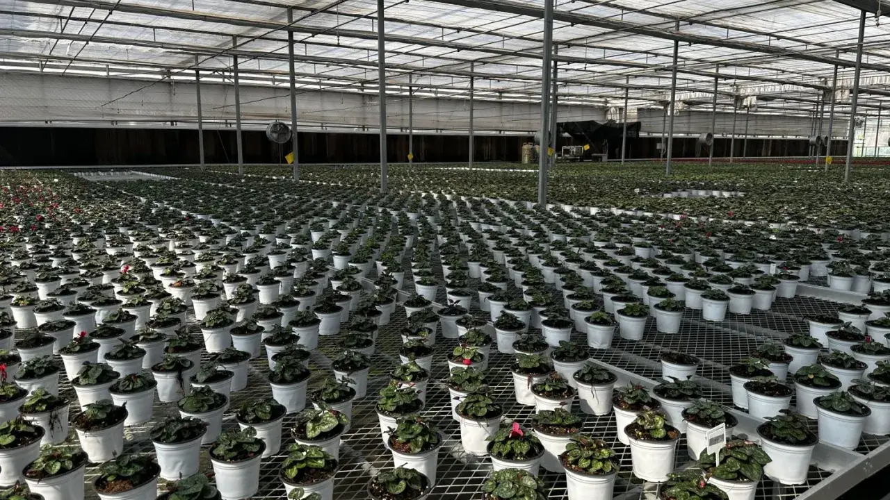 Stora växthus med tusentals krukor med växter, uppradade på hyllor. Ett modernt ebb och flod system ser till att alla plantor får optimal bevattning.