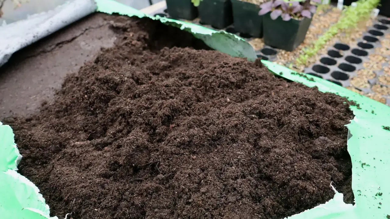 En stor hög med jord i en grön duk. I bakgrunden syns små plantor i krukor, redo för omplantering. Hoppas inga sorgmyggor larver gömmer sig där!