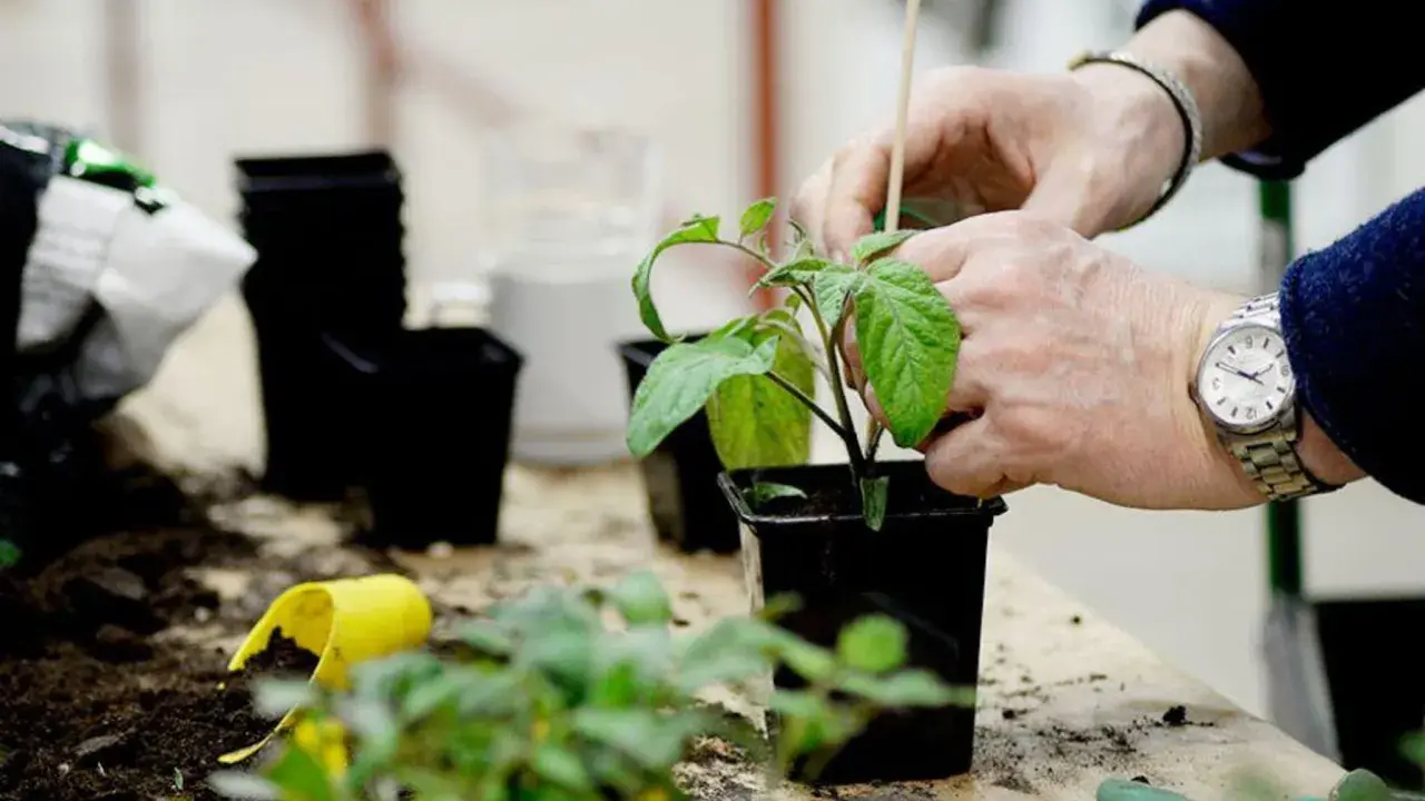 Händer som planterar ut tomater i svarta krukor. Jord och små plantor ligger utspridda på bordet.