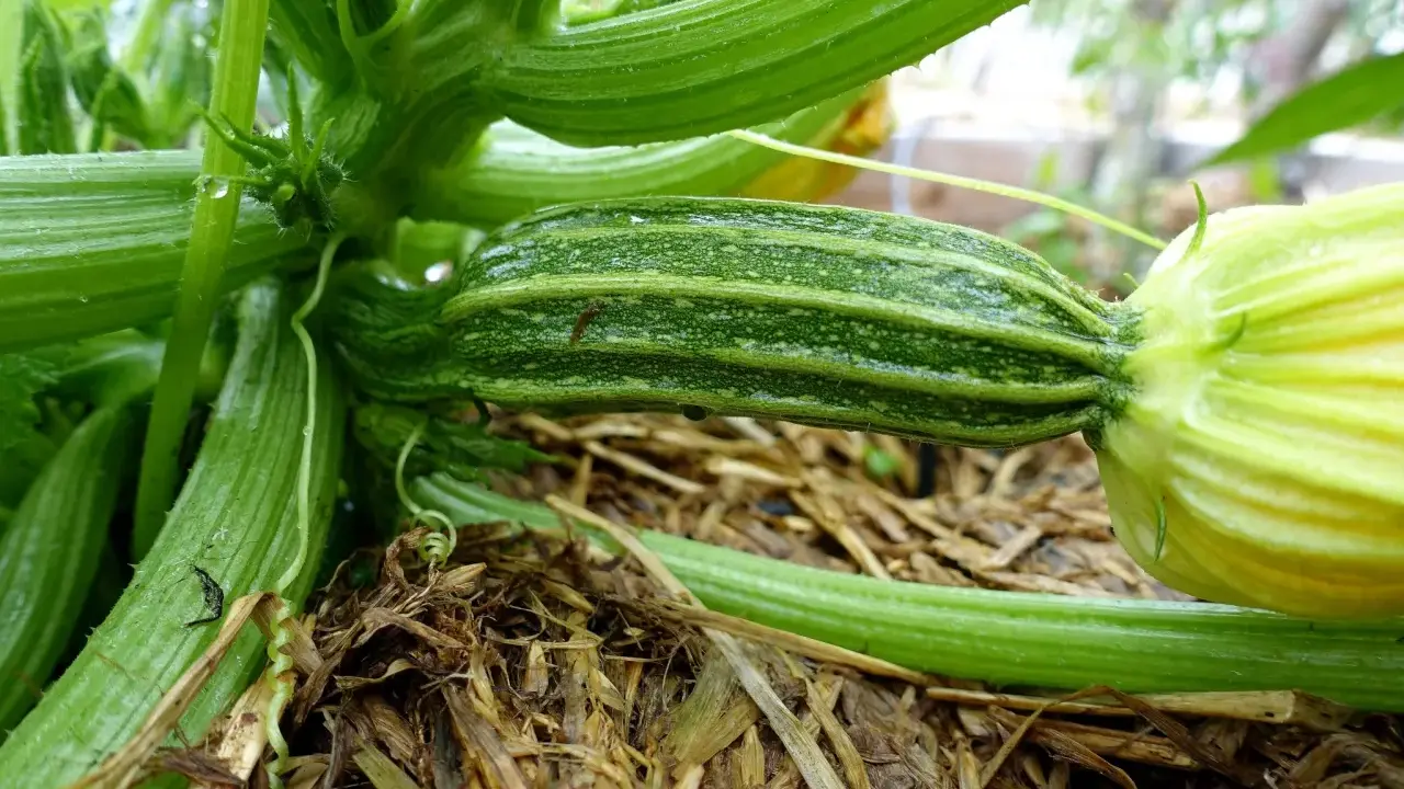 En ung squash planta med en liten, randig squash som växer fram. Vatten droppar från de gröna bladen.