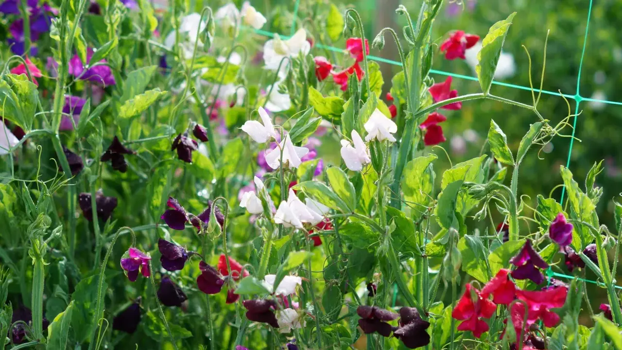 En frodig rabatt med blommor i lila, vita och röda nyanser. Doftande luktärter klättrar på ett nät.