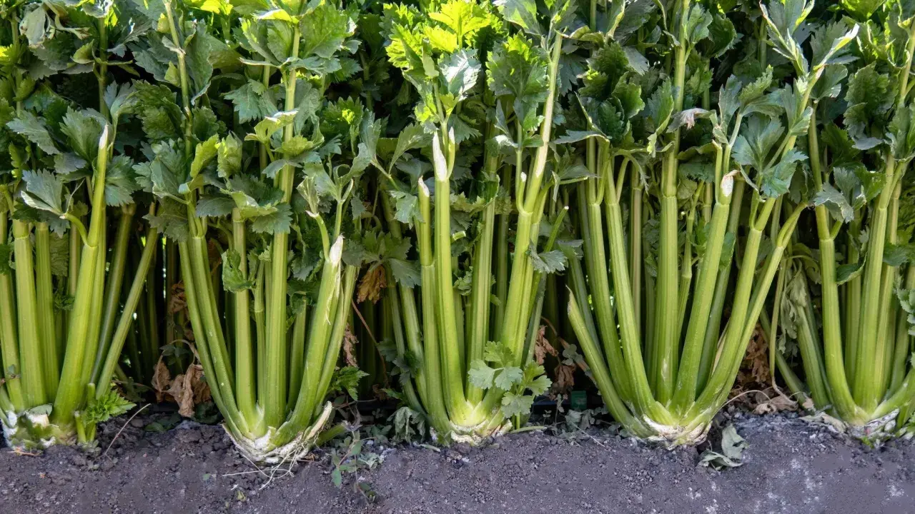 Rad med frodig selleri som växer i jorden. Perfekt för dig som vill odla selleri och njuta av färska grönsaker.