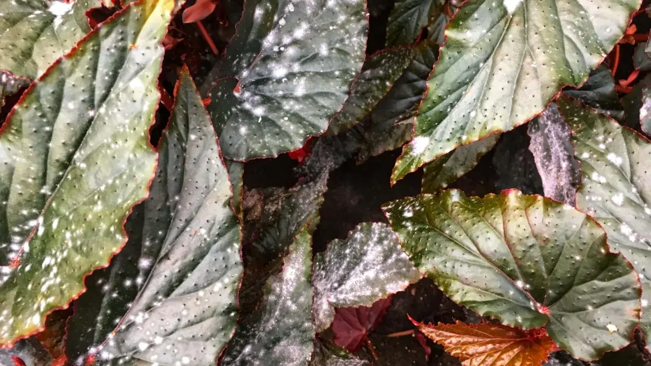 Närbild på gröna blad med röda kanter och små vita prickar som ser ut som frost.