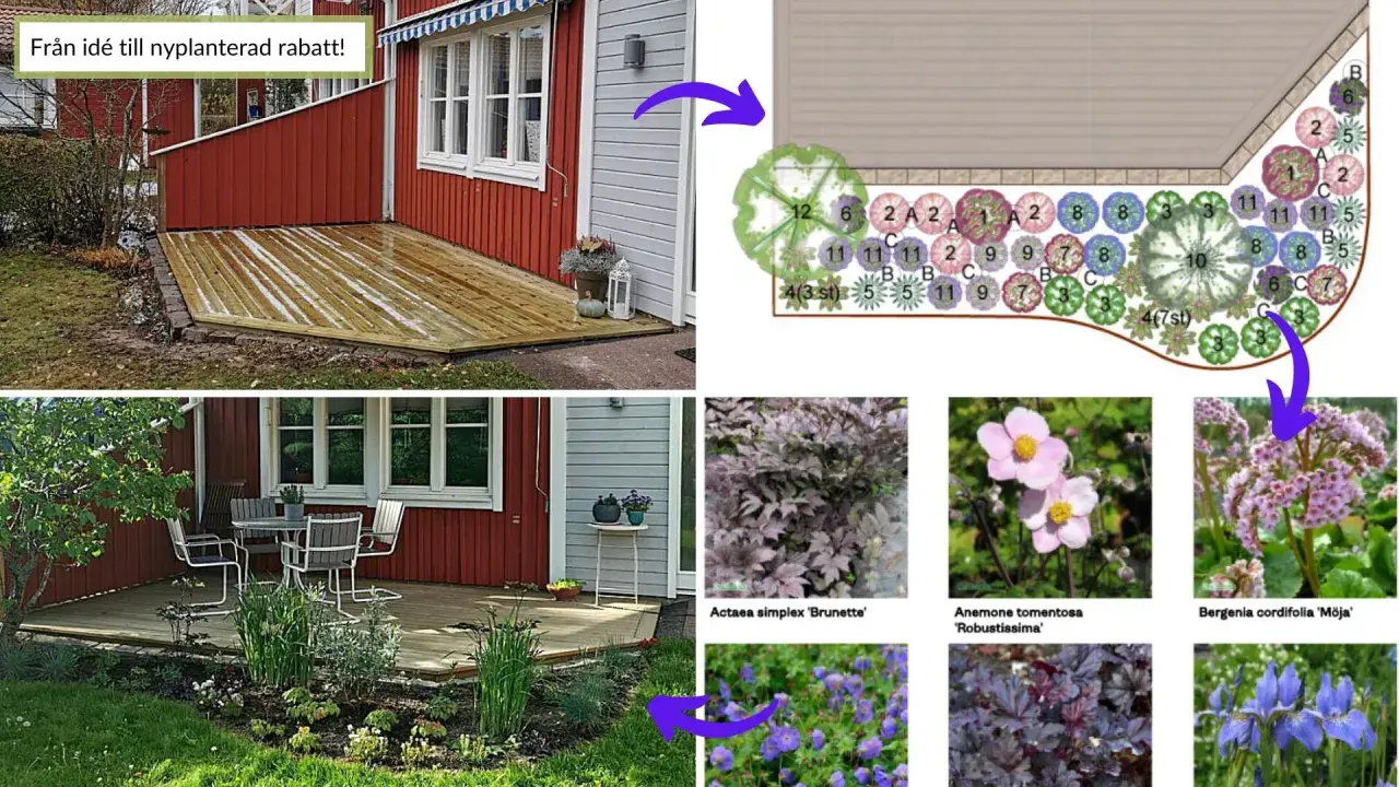 En långsmal rabatt växer fram från idé till verklighet, med illustrationer av växter som 'Brunette', 'Robustissima' och 'Möja'.
