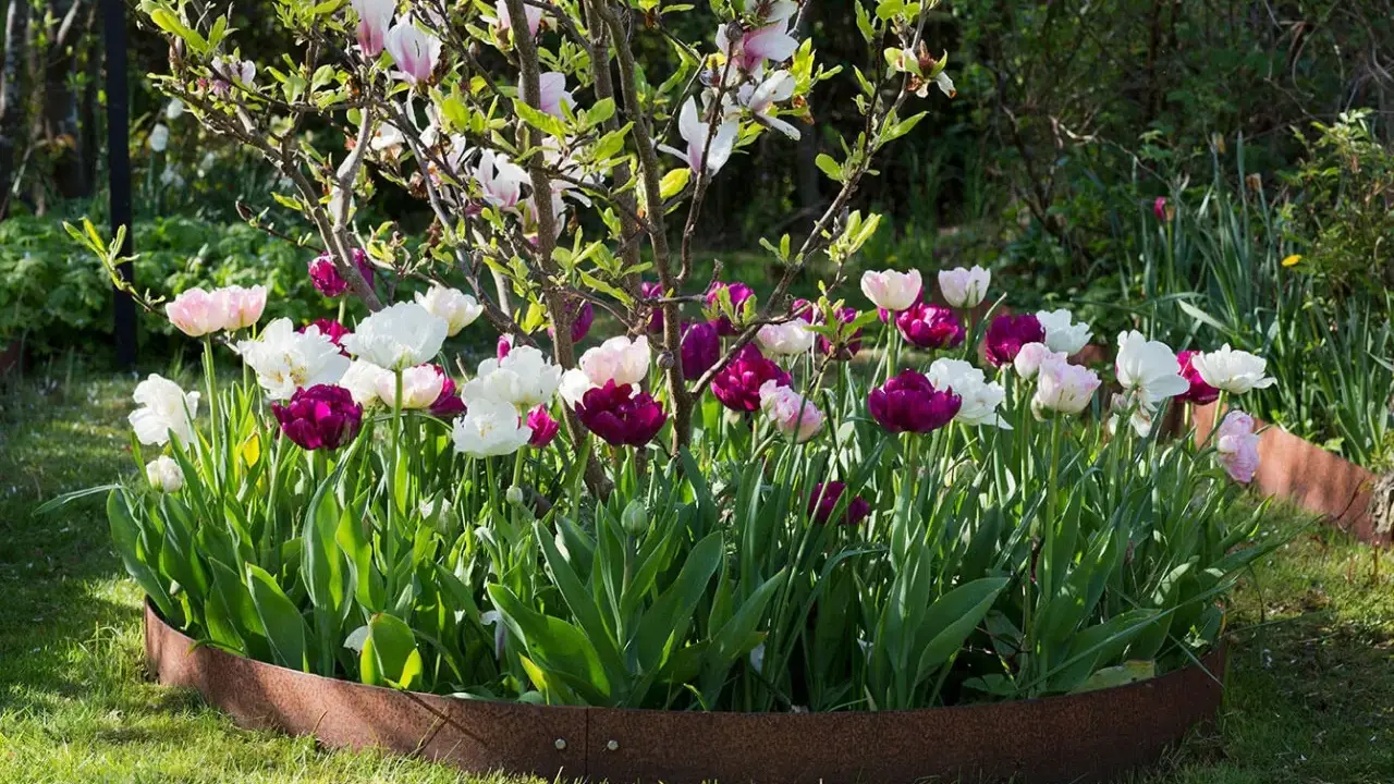 A bed of pink, white, and deep purple tulips blooms in front of a flowering magnolia tree.