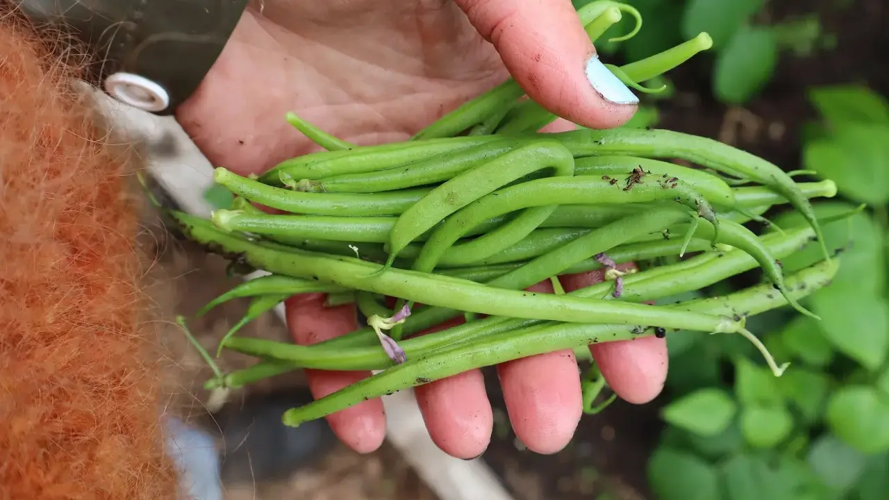 En hand håller en nyskördad hög med gröna haricots verts. Det är en härlig känsla att odla haricots verts och se resultatet.