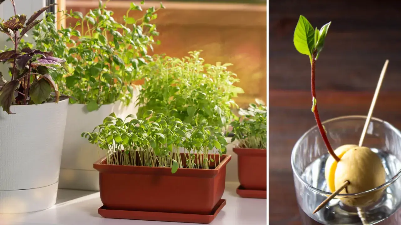Odla kryddor inomhus: gröna plantor i krukor och en avokadokärna som spirar i ett glas vatten.