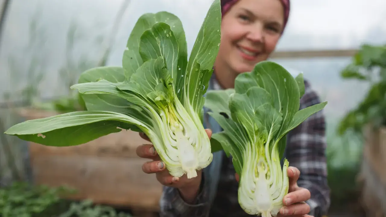 Glad odlare visar upp färsk pak choi som blommar i växthuset.