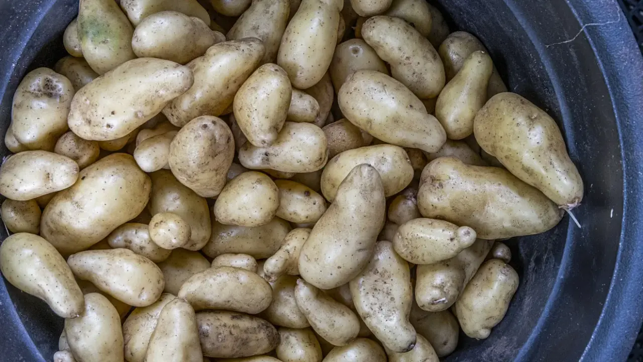 En stor mängd färskpotatis, vissa med lite skorv på, ligger i en mörk balja.