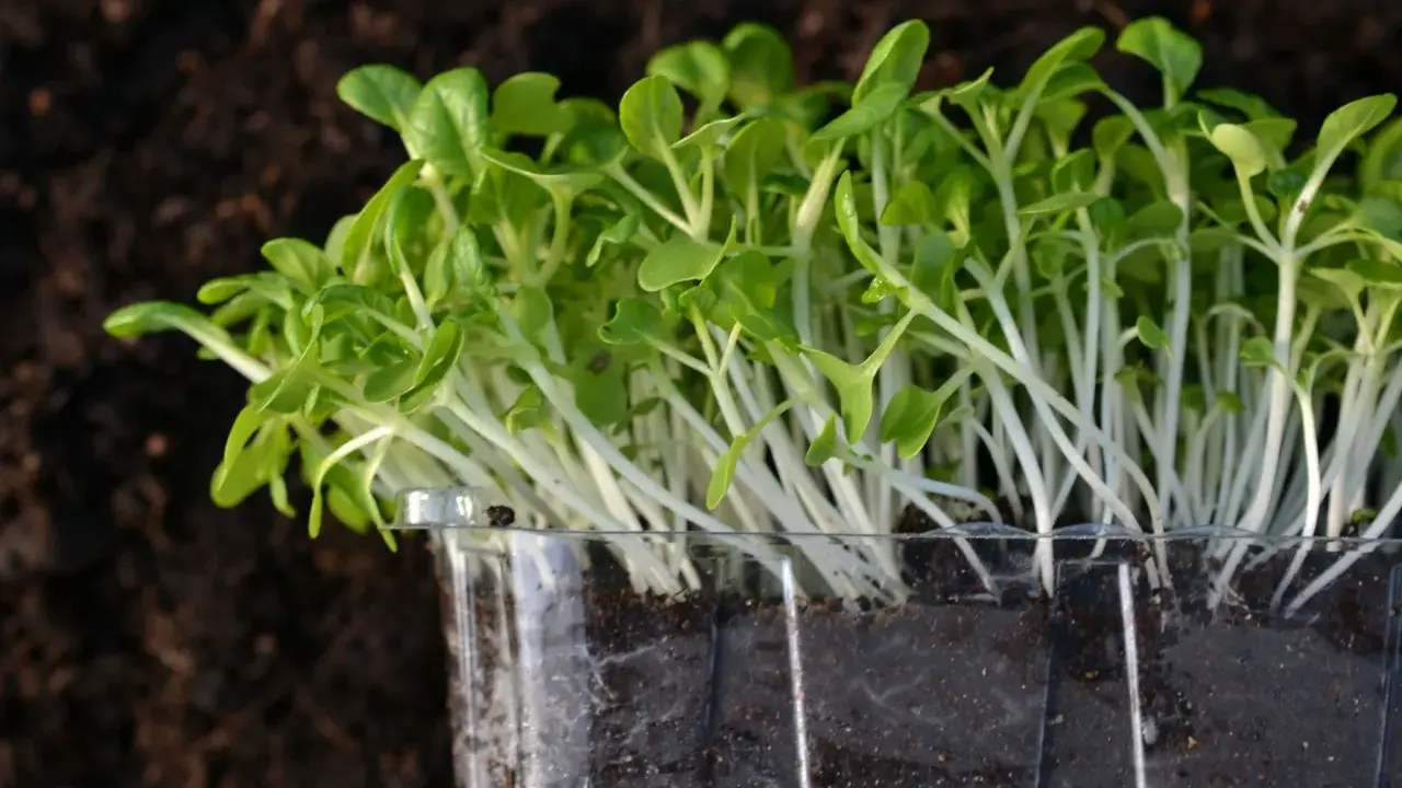 Små, gröna skott växer i en plastbehållare, redo att odla microgreens utan jord.