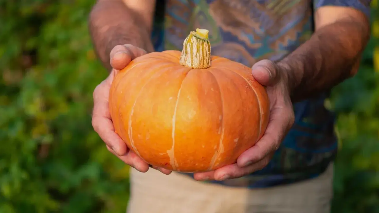 Här är en vackert orange pumpa som hålls i händerna, ett bevis på att det går att odla pumpa i kruka.