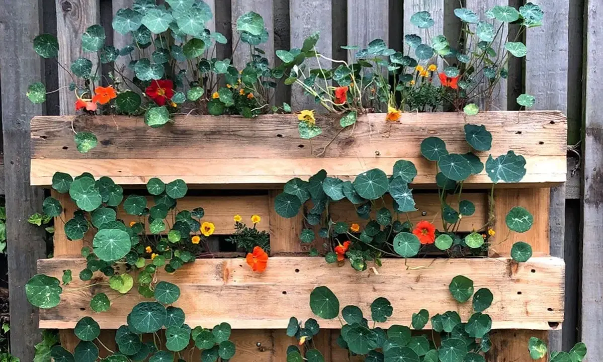 En vertikal trädgård av kapucinerblommor och blad i en träpall. Blommorna är orange och röda, bladen är runda och gröna.