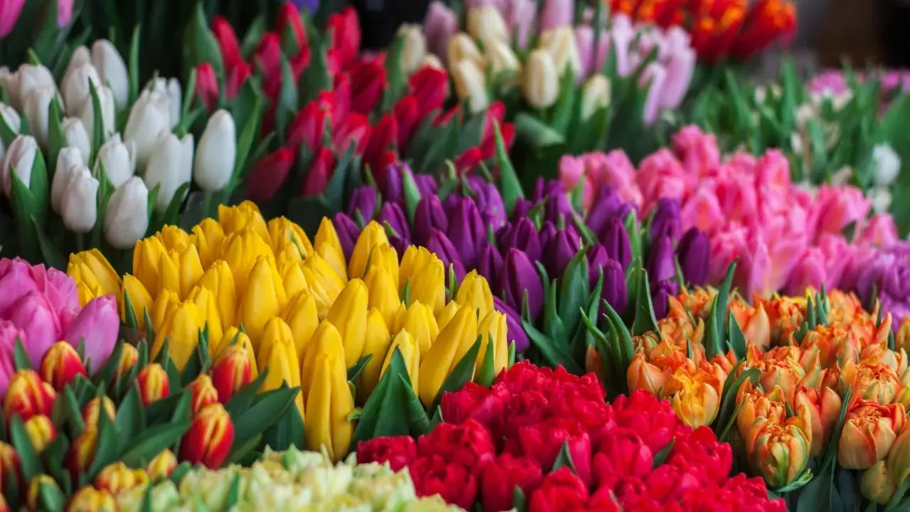 En explosion av färger där tulpaner blommar i rött, gult, lila, rosa och vitt. En härlig syn som sprider glädje.