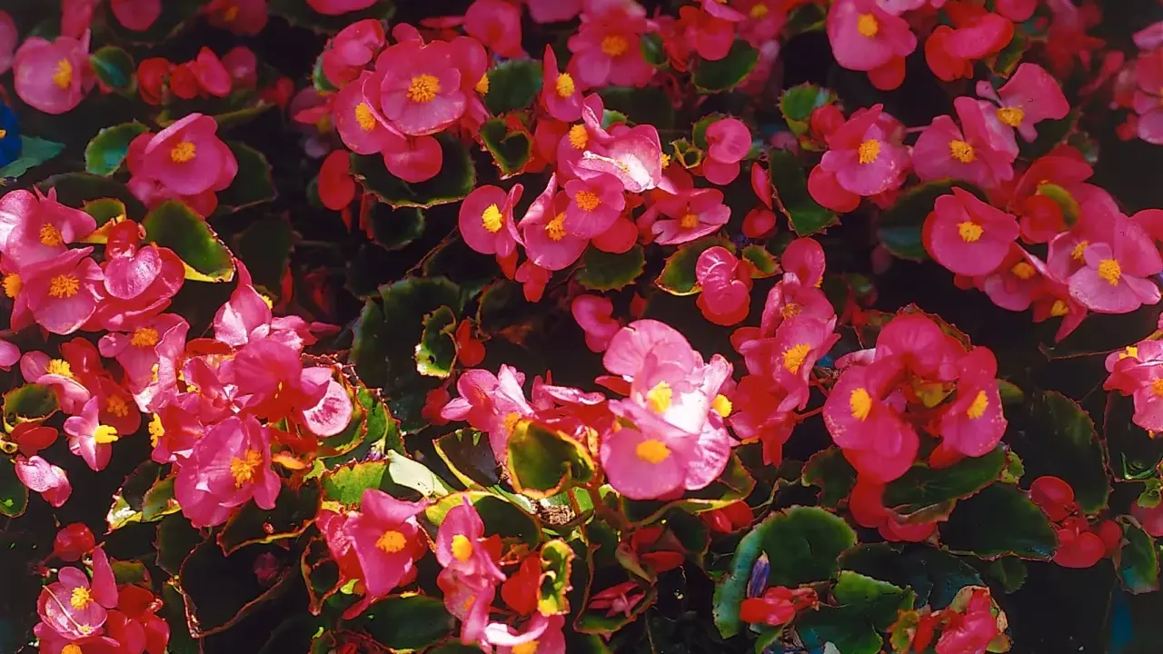 En tät matta av rosa begonia utomhus, med sina karaktäristiska gula mittpunkter, skapar en färgexplosion.