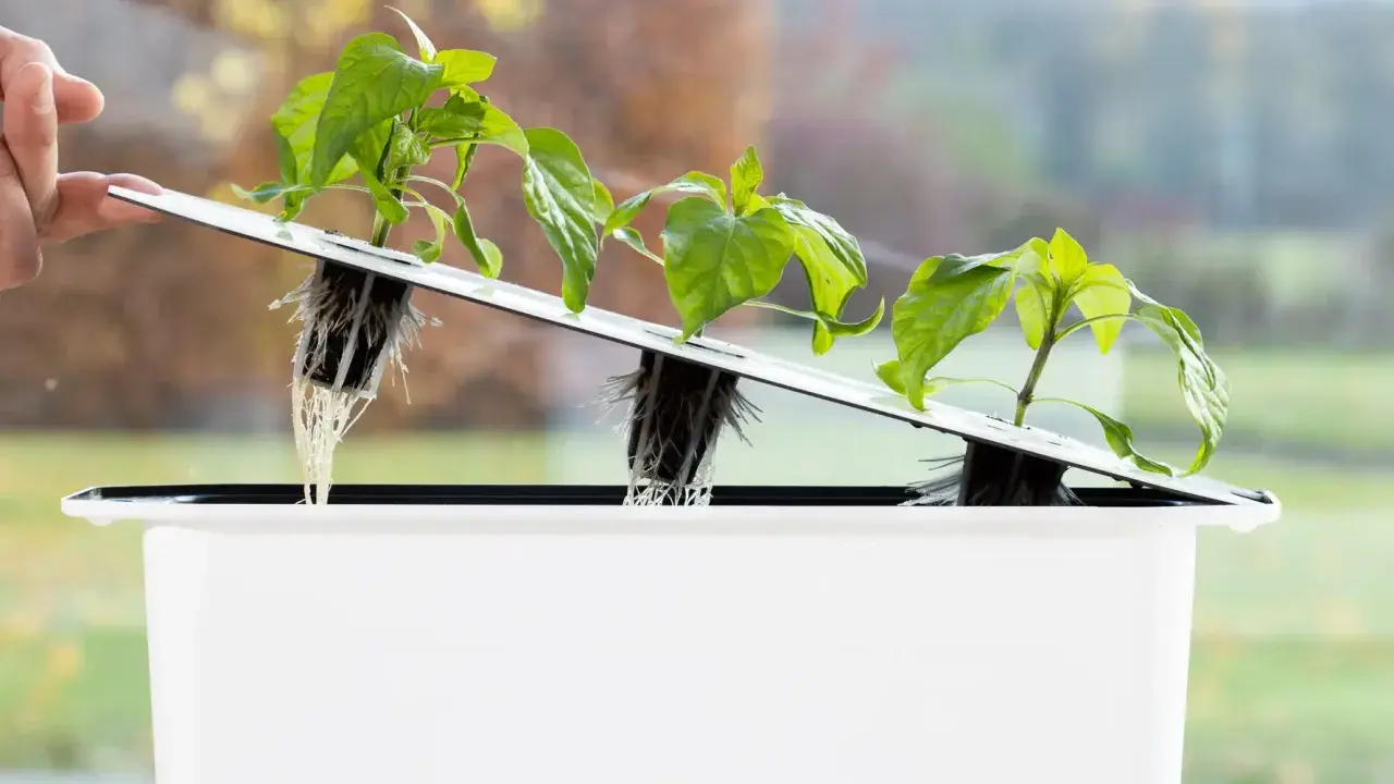 Små plantor med synliga rötter i ett hydroponiskt system. En hand justerar en av plantorna i den vita behållaren, redo för hydroponisk odling av tomat.