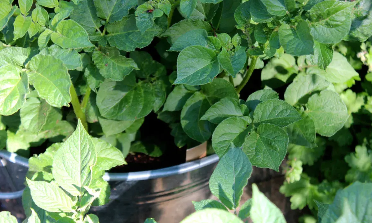Gröna, frodiga blad från potatis i kruka. Solen lyser på plantan som växer sig stark.