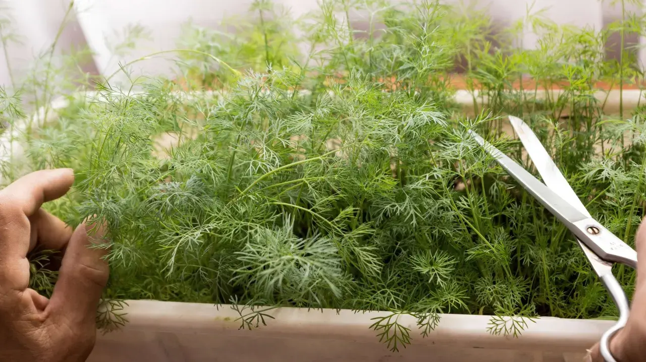 En hand håller dillplantor för att klippa dem med en sax. Det är enkelt att odla dill i kruka inomhus för färska kryddor året runt.