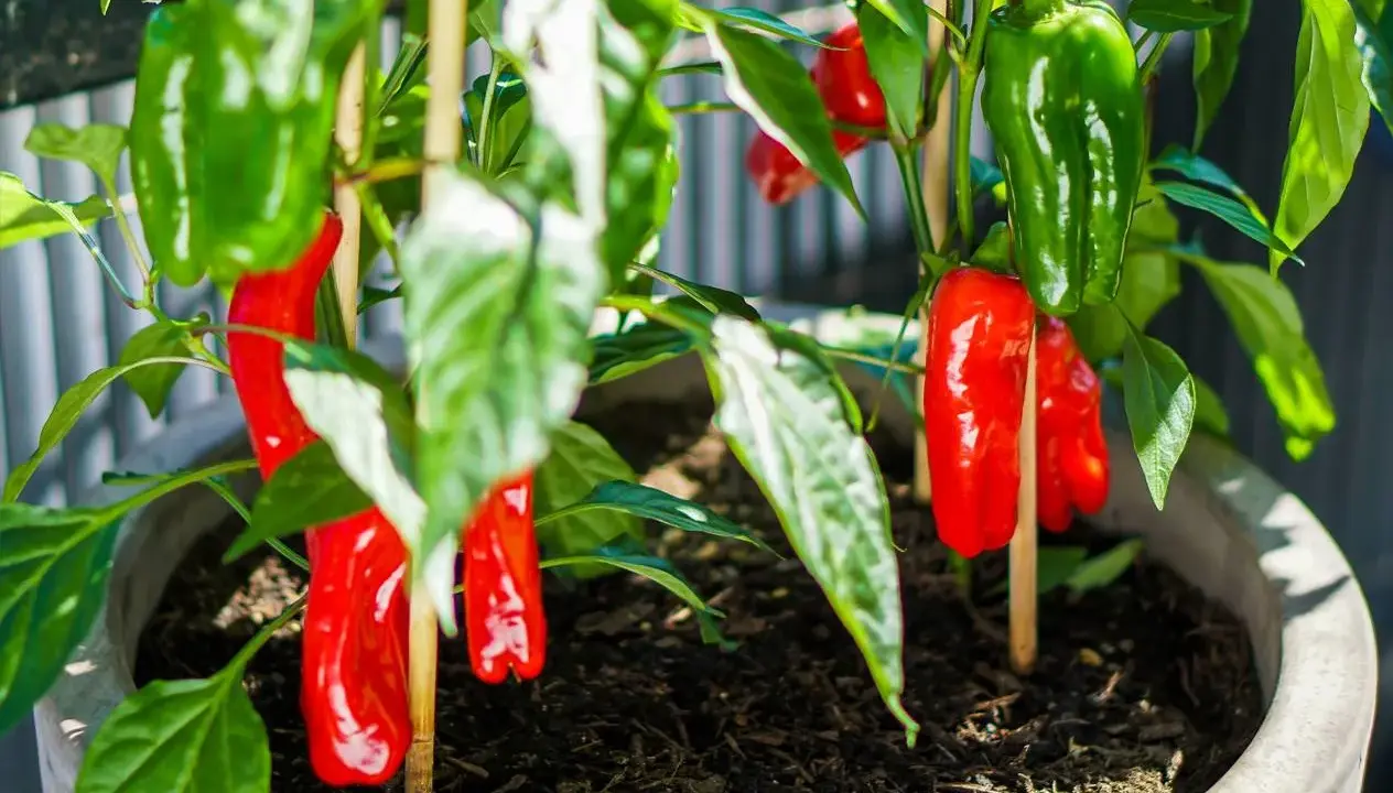 Odla chili i kruka ger en fin skörd av röda och gröna chilifrukter. Stödjer plantan med pinnar för att hålla frukterna uppe.